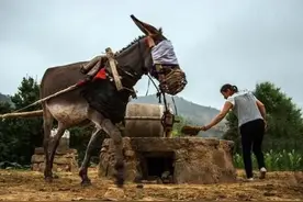 为什么要给驴蒙上眼、笼住嘴？图片