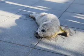 小斑海豹在大连斑海豹保护冬春季专项行动期间获救图片