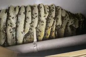 头皮发麻！高新区一居民家厕所惊现巨型蜜蜂窝，足足160斤图片