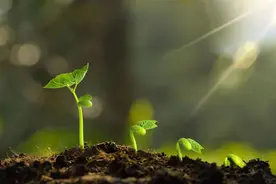击退癌细胞——腿上的一个“抗癌奇穴”图片