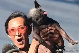 观天象｜2023年世界最丑狗大赛开启，丑成啥样才能参赛？图片