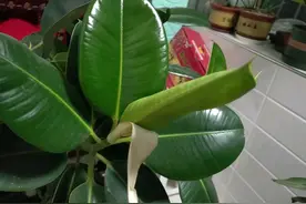 最适合养在客厅的3种大叶绿植，寓意“顺风顺水”又好养图片