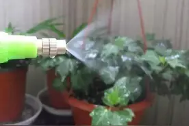 五种在家就能自制的有机杀虫剂，清除自种蔬菜病虫害图片