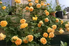 玛格丽特王妃——制作花墙的“利器”，丰花勤花，打理简单图片
