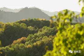 送张至顺老道长进山后，我探寻了许多秦地医生 | 油麻菜记录四十五图片