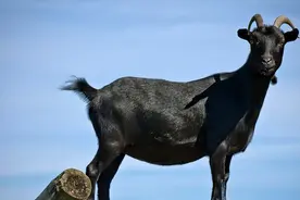 黑山羊的品种有哪些？养什么品种的黑山羊比较好？本文为您介绍！图片