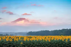 背景图｜向日葵图片