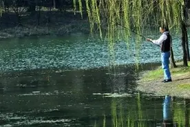 想要钓到大板鲫？掌握四个要点，钓到大板鲫不难图片