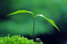 比较常见类型漏洞讲解（二）：文件上传图片
