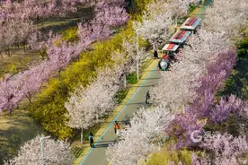 心动预警！藏马山樱花大道实拍画面来了图片
