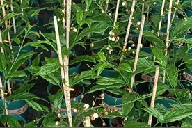 花卉市场上有几个垂丝茉莉品种，到底有没有开红花的品种呢？图片
