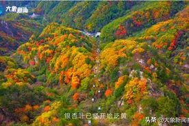 处暑｜秋染中国 河南千年银杏开始“上色”图片