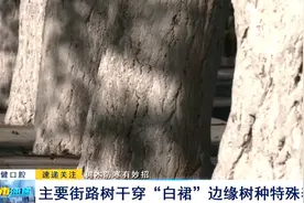 树木防寒有妙招：主要街路树干穿“白裙”边缘树种特殊养护图片