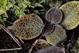 金线莲图片