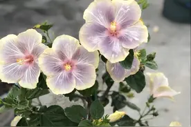 花期长达“300天”的10种花，阳台上有一棵就能“美翻天”图片