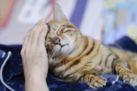 猫咪偷偷“暗恋你”的12个表现，你的喵占了几条？图片