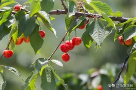 教你园艺小技巧，如何用樱桃种子，培育成小盆栽图片