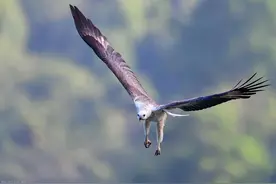 图瓦人老猎手讲述喀纳斯湖惊人之秘：平静湖面多次吞雕|传闻图片