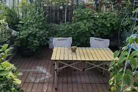 亲测有效：花园夏日驱蚊妙物图片