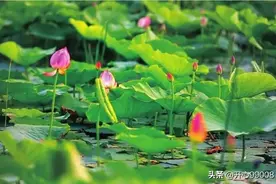 《道德经》里52个成语摘录。图片