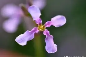 红花荠菜和白花荠菜，到底谁才是真荠菜？图片