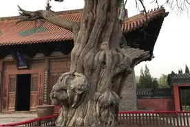 中华曾经的四大水系之一的济水，何因消失？图片