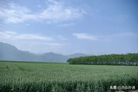西安向南一小时，占地两万亩，这里的风吹麦浪让我彻底忘记了大理图片