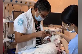 狗狗被骨头卡在喉咙里7天，主人表态：100块钱以内治疗可以考虑图片