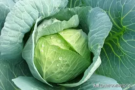 家庭菜园——甘蓝春播、夏播、秋播不同季节的特点及种植方法？图片