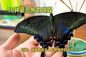 10种最恐怖的蝴蝶你见过几种图片