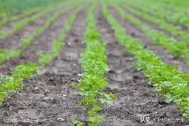 香菜什么时候种植最好？香菜种植方法和时间，快来学习吧图片
