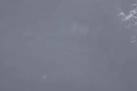 树上“练武”、出门“谈恋爱”……野生大熊猫频频现身唐家河图片