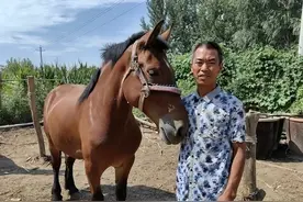 谁能保护渤海马？曾是山东好马的骄傲，如今不受重视快要绝种了！图片