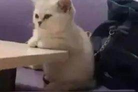 猫咪的奇葩想法，把自己当“人”的9个表现图片
