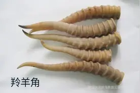 每天学习一味中药——羚羊角图片
