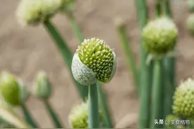 大葱的花苞是个宝，别不懂吃，教你好吃做法，好多人没吃过，解馋图片