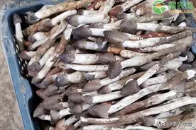 鸡枞菌的价格为什么这么昂贵？鸡枞菌如何保存？图片