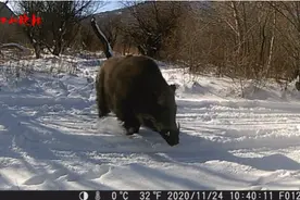 快看！有野猪图片