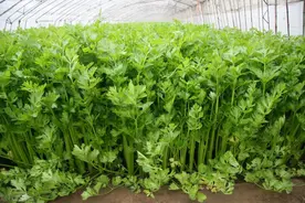 芹菜种子种植前要怎么样处理图片