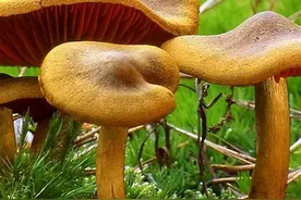 世界上最毒的10大“剧毒蘑菇”，一口就能让我们丧命的致命毒物！图片