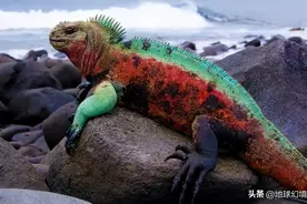 35张离奇生物照：海鳝上岸追杀猎物，恐怖狐狸啃咬玻璃想进屋取暖图片