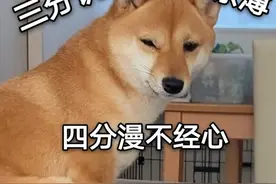 为什么养柴犬的人少了？再可爱，始终逃不过这几点图片