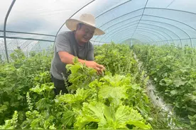农学博士为家乡振兴注入科技力量图片