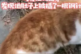 遇见只流浪橘猫，凑近发现猫的肚子上有1根钢针：这应该很疼吧？图片