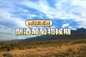带你走进酿酒葡萄物候期图片