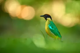 野生动物摄影需要大光圈镜头吗？图片