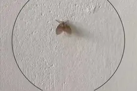 注意！卫生间里这种小飞虫不要随手拍死，不然后果可能很严重图片