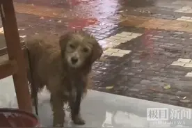 太有爱！湖南一走失的狗狗来店里躲雨，老板遇“歪头杀”暖心回应图片