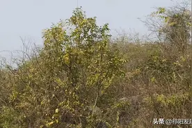 湖南发现了成千上万棵檀树，来看看在哪里发现的？图片