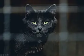 铲屎官注意了！会被猫咪传染的六种疾病，你都了解吗？图片